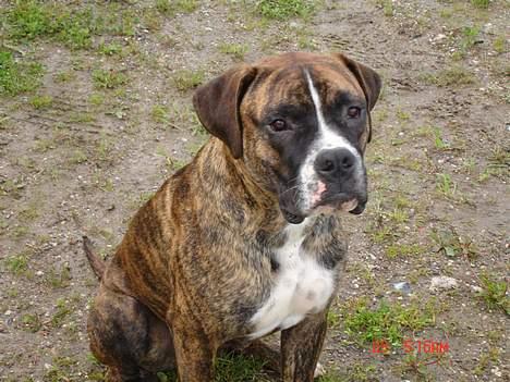 Blanding af racer Oscar  R.I.P. - Hvad mon jeg har fået øje på...? billede 12