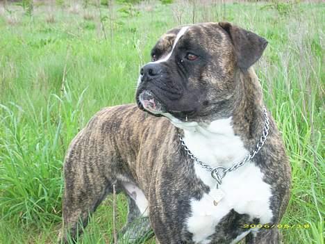 Amerikansk bulldog Balder billede 6