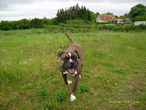 Amerikansk bulldog Balder billede 7