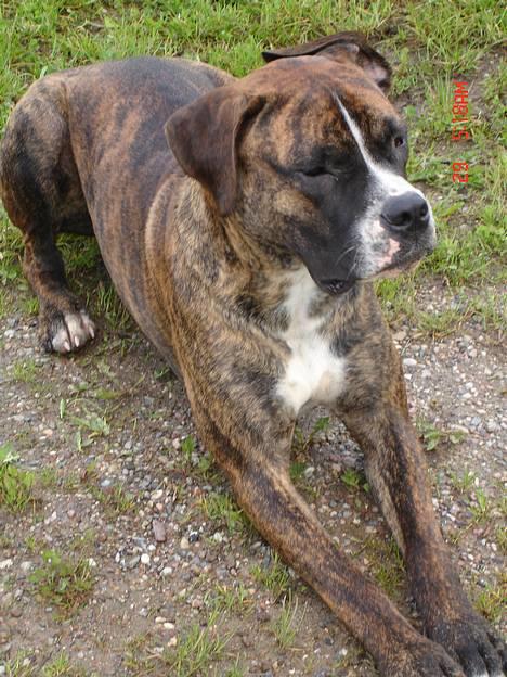 Blanding af racer Oscar  R.I.P. - Kongen, hi hi...:o) billede 13