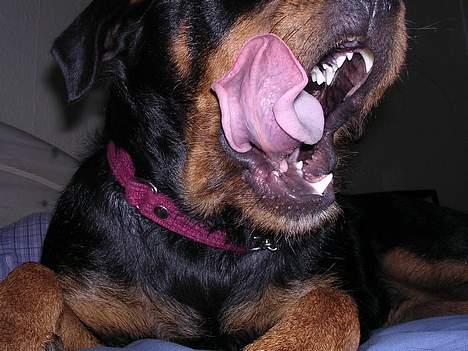 Rottweiler Bondo - GAAAAABBBB hvem der ikke lige kunne snuppe sig en bette lur nu... der er heller ikke mere mad. billede 6