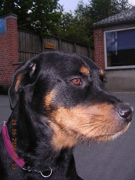 Rottweiler Bondo - Hvorfor skal jeg altid slæbes med på arbejde, jeg vil hellere ligge derhjemme og putte suuuk!! billede 7
