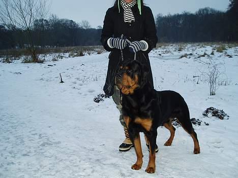Rottweiler Odin - Odin og Stine ude og gå vintertur billede 1