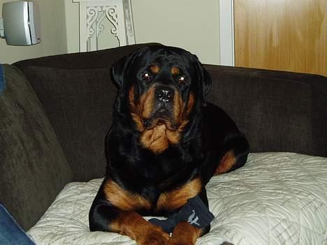 Rottweiler Odin - Odin i hans elskede sofa billede 2