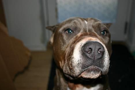 Amerikansk staffordshire terrier Blue R.I.P billede 8