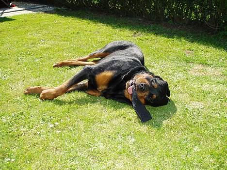 Rottweiler Odin - Odin der elsker at "gøre sig til" billede 4