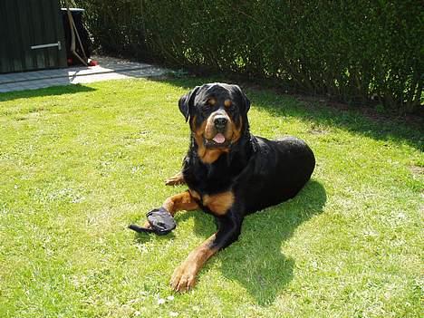 Rottweiler Odin - Kaldte i på mig??? billede 5
