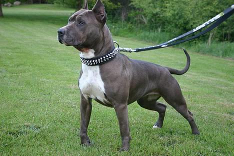 Amerikansk staffordshire terrier Blue R.I.P billede 9