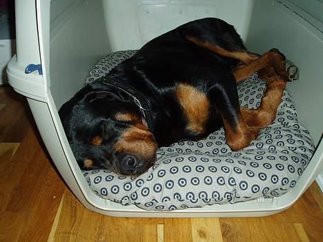 Rottweiler Odin - Odin der tager sig en lur i hans elskede bur billede 6