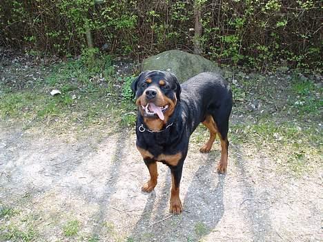 Rottweiler Odin - På tur billede 7