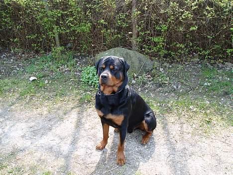 Rottweiler Odin - Kan sitte pænt billede 8