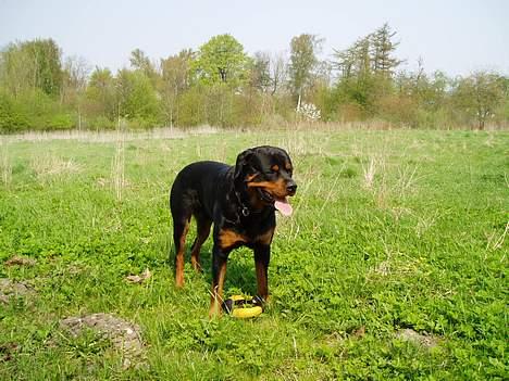 Rottweiler Odin - Odin og hans badedyr billede 9