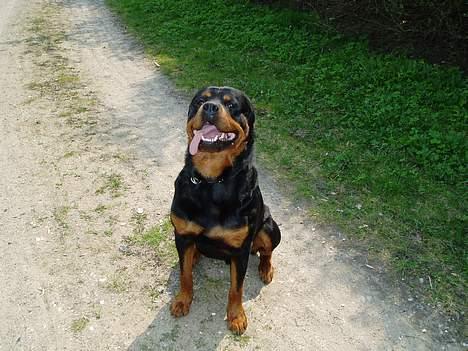 Rottweiler Odin - Flot ik? billede 10