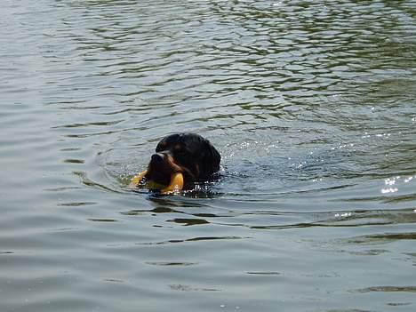 Rottweiler Odin - En af hans daglige svømmeture billede 11