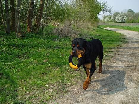 Rottweiler Odin - På vej til svømmeturen billede 12