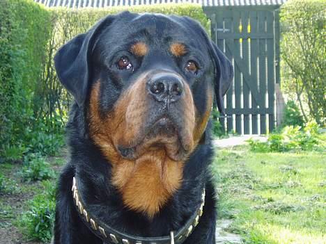 Rottweiler Odin - Lækker ik? billede 13