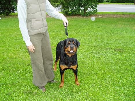 Rottweiler Odin - Mor der vil træne ringtræning.....Gider ikke!!! billede 14