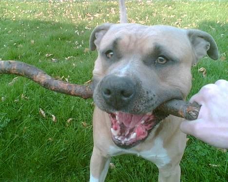 Amerikansk staffordshire terrier Totti *Amager* billede 9