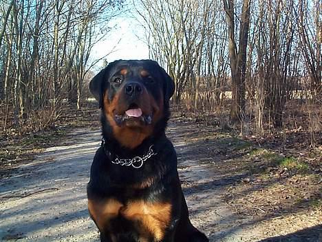 Rottweiler Odin - Smuk dreng billede 15