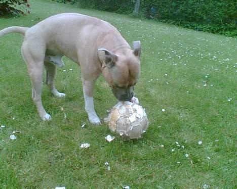 Amerikansk staffordshire terrier Totti *Amager* billede 10