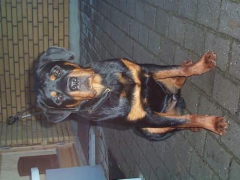 Rottweiler Odin - Der er Odin ca. 1 år billede 16