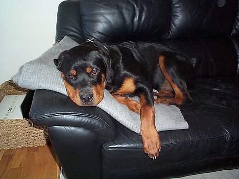 Rottweiler Odin - Nu vil Odin have sin middagslur!! billede 17