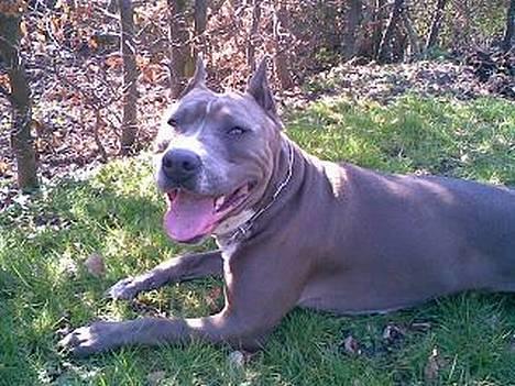 Amerikansk staffordshire terrier Blue R.I.P billede 12