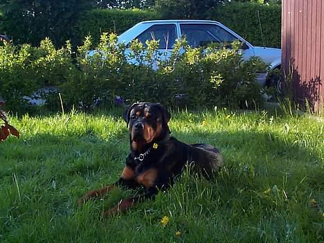 Rottweiler Odin - Jeg vil ikke med ind!!! billede 18