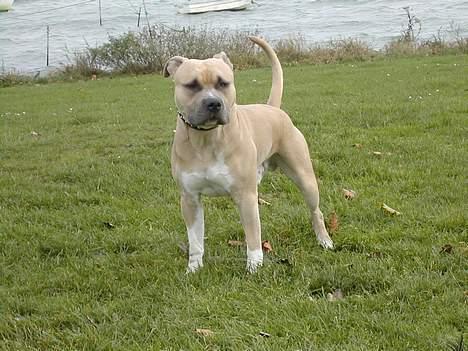 Amerikansk staffordshire terrier Totti *Amager* billede 11