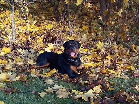 Rottweiler Odin - Odin i bladene billede 19