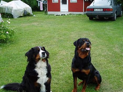 Rottweiler Odin - Odin med hans ældste kæreste Iffi. billede 20