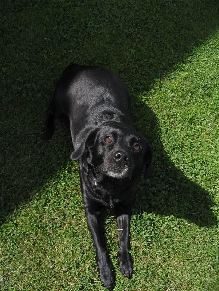 Labrador retriever Berta - HER KAN MAN SE MIT GRÅ SKÆG:)) NYT d. 17/08 -2007 billede 19