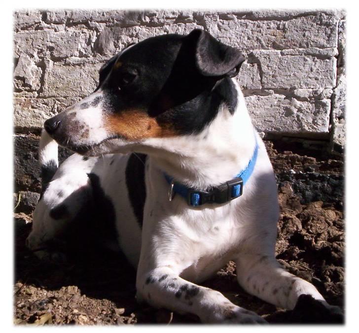 Dansk svensk gaardhund Joe,også kaldet "Å" - Charmerende Joe. billede 1