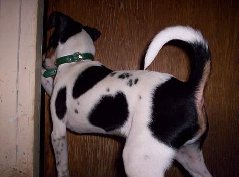 Dansk svensk gaardhund Joe,også kaldet "Å" - Prøver at smutte med . billede 2