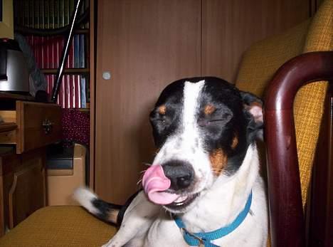 Dansk svensk gaardhund Joe,også kaldet "Å" - Humor. billede 3