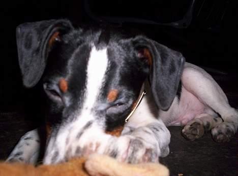 Dansk svensk gaardhund Joe,også kaldet "Å" - Små legeting. billede 4