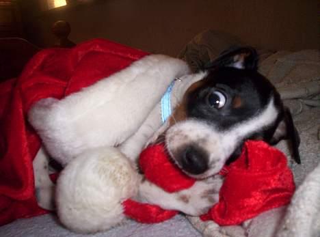 Dansk svensk gaardhund Joe,også kaldet "Å" - Nedlagt en nissehue. billede 5