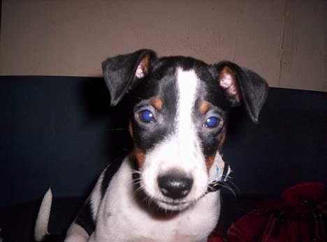 Dansk svensk gaardhund Joe,også kaldet "Å" billede 6