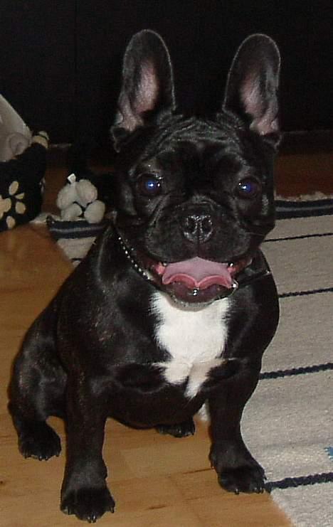 Fransk bulldog freja - hej med dig... billede 1