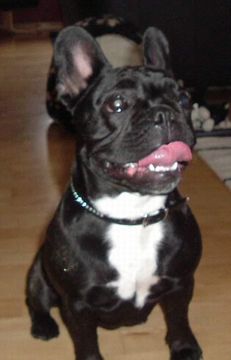 Fransk bulldog freja billede 2