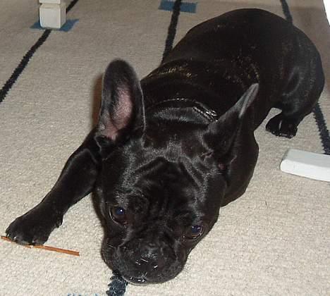 Fransk bulldog freja billede 3