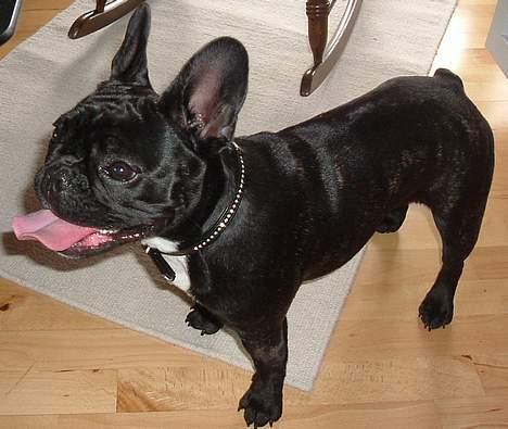 Fransk bulldog freja billede 5