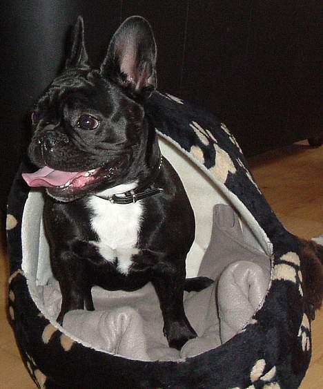 Fransk bulldog freja - min dejlige kurv... :) billede 6