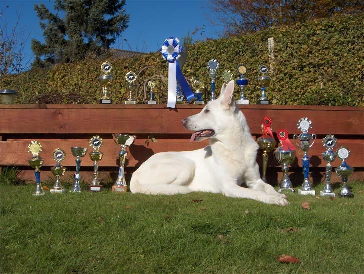 Hvid Schweizisk Hyrdehund Kappelgaards Tyson *RIP* - Tyson med alle sine pokaler;o) 19/10-07 billede 13