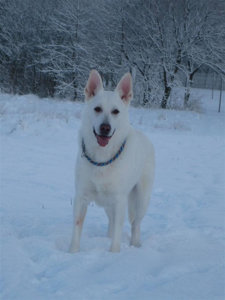 Hvid Schweizisk Hyrdehund Kappelgaards Tyson *RIP* - 23/12-09 billede 14