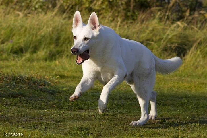 Hvid Schweizisk Hyrdehund Kappelgaards Tyson *RIP* - 2008 billede 15