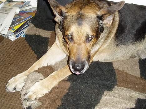 Blanding af racer Cody *DØD* - Mit tæppe billede 11