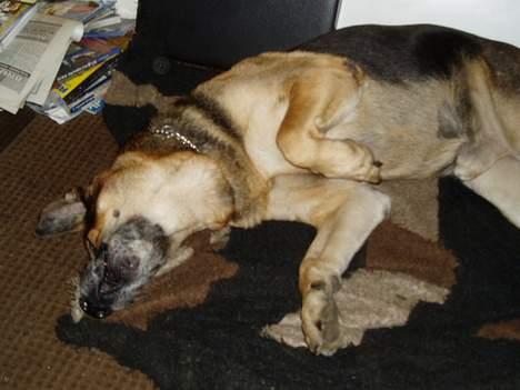 Blanding af racer Cody *DØD* - Grynt grynt - roder lidt rundt billede 12