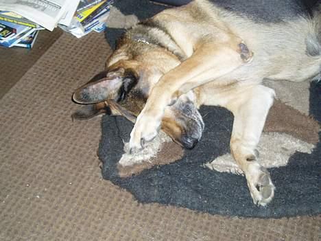 Blanding af racer Cody *DØD* - åh min næse klør billede 13