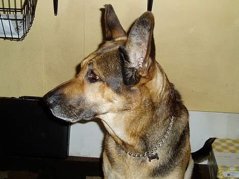 Blanding af racer Cody *DØD* - Hvem der? billede 14